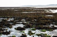 6 Miesmuschelbank Wattenmeer bei Sylt